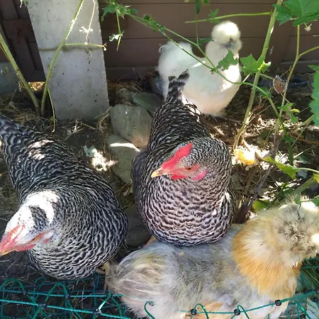 Haus Auszeit Appartement