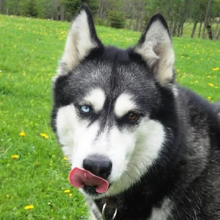 Haus Auszeit דירה