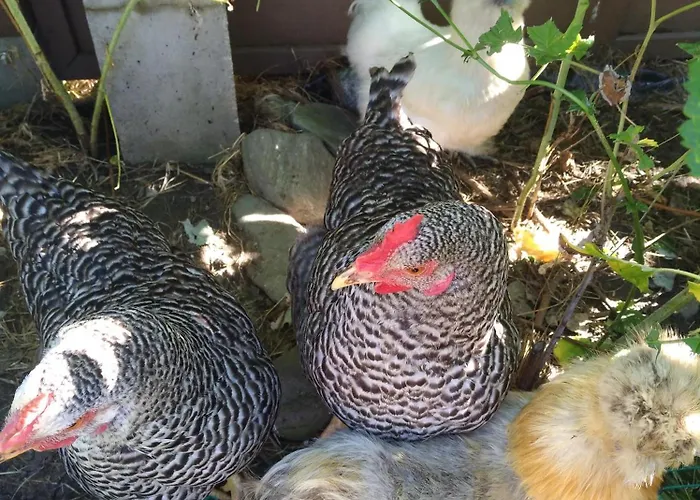 Haus Auszeit Apartament