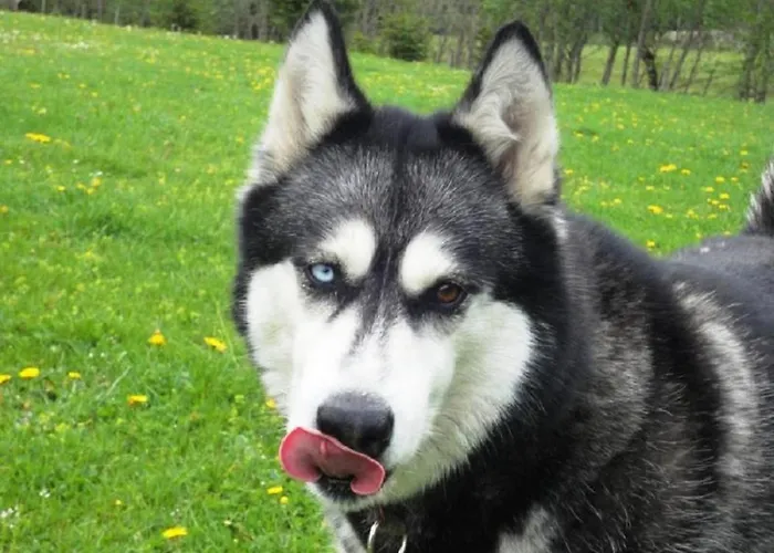 Haus Auszeit Apartament